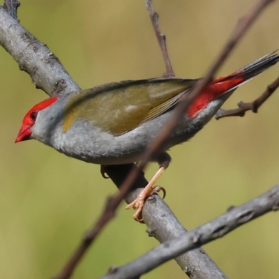 Neochmia temporalis (Red-browed Finch) at WREN Reserves - 27 Dec 2023 by KylieWaldon