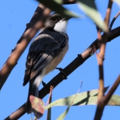 Pachycephala rufiventris (Rufous Whistler) at Wodonga, VIC - 27 Dec 2023 by KylieWaldon