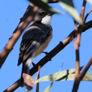 Pachycephala rufiventris at WREN Reserves - 28 Dec 2023