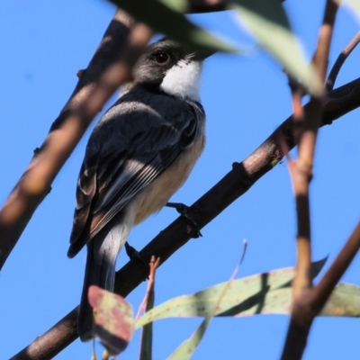 Pachycephala rufiventris (Rufous Whistler) at Wodonga, VIC - 27 Dec 2023 by KylieWaldon