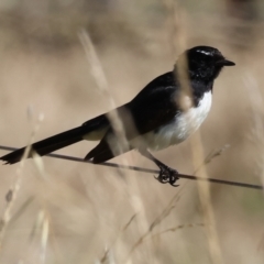 Rhipidura leucophrys (Willie Wagtail) at Wodonga, VIC - 28 Dec 2023 by KylieWaldon