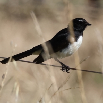 Rhipidura leucophrys (Willie Wagtail) at Wodonga, VIC - 27 Dec 2023 by KylieWaldon