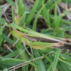 Caledia captiva (grasshopper) at Wodonga - 28 Dec 2023 by KylieWaldon