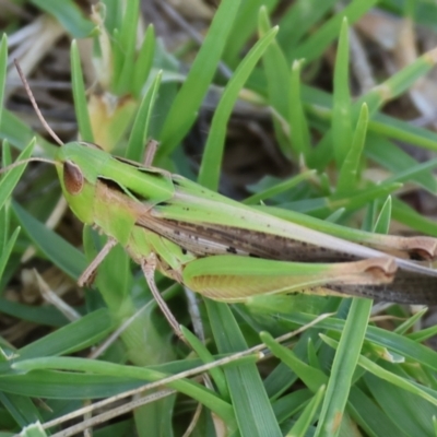 Caledia captiva (grasshopper) at WREN Reserves - 27 Dec 2023 by KylieWaldon