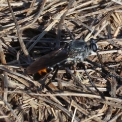 Unverified Robber fly (Asilidae) at Wodonga, VIC - 28 Dec 2023 by KylieWaldon