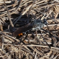 Unidentified Robber fly (Asilidae) at Wodonga - 27 Dec 2023 by KylieWaldon