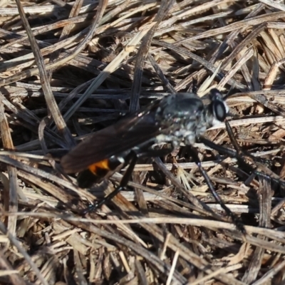 Unidentified Robber fly (Asilidae) at Wodonga - 27 Dec 2023 by KylieWaldon