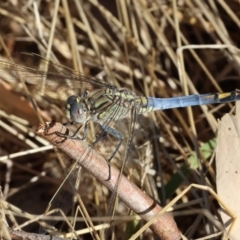 Orthetrum caledonicum (Blue Skimmer) at WREN Reserves - 27 Dec 2023 by KylieWaldon