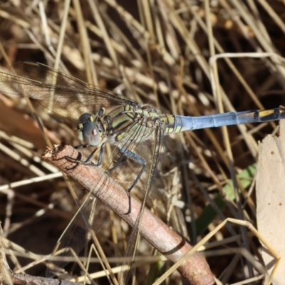 Orthetrum caledonicum (Blue Skimmer) at WREN Reserves - 28 Dec 2023 by KylieWaldon