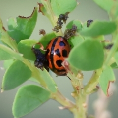 Peltoschema basicollis (Leaf beetle) at WREN Reserves - 28 Dec 2023 by KylieWaldon