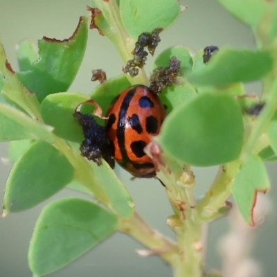 Peltoschema basicollis (Leaf beetle) at Wodonga - 27 Dec 2023 by KylieWaldon