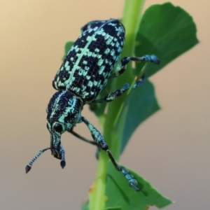 Chrysolopus spectabilis at Wodonga - 28 Dec 2023