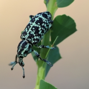 Chrysolopus spectabilis at Wodonga - 28 Dec 2023 07:57 AM
