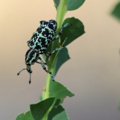 Chrysolopus spectabilis at Wodonga - 28 Dec 2023