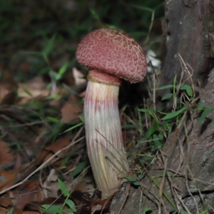 Boletellus sp. at Capalaba, QLD - 28 Dec 2023 10:02 AM