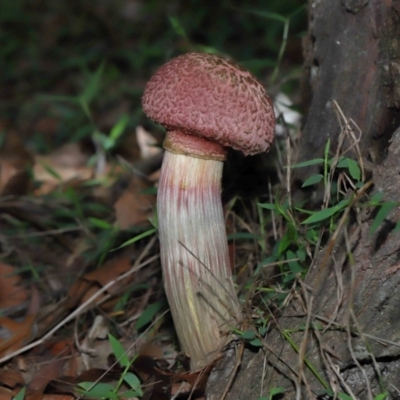 Boletellus sp. (Boletellus) at Capalaba, QLD - 28 Dec 2023 by TimL