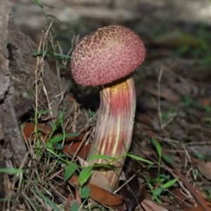 Boletellus sp. at Capalaba, QLD - 28 Dec 2023 10:02 AM