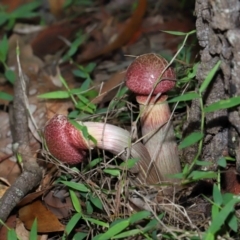 Boletellus sp. at Capalaba, QLD - 28 Dec 2023 10:02 AM