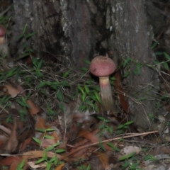 Boletellus sp. at Capalaba, QLD - 28 Dec 2023 10:02 AM