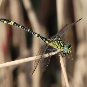 Austrogomphus cornutus at Wodonga - 28 Dec 2023 07:16 AM