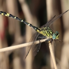 Austrogomphus cornutus at Wodonga - 28 Dec 2023 07:16 AM