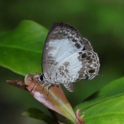 Unidentified Blue or Copper (Lycaenidae) at Capalaba, QLD - 27 Dec 2023 by TimL
