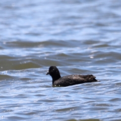 Fulica atra (Eurasian Coot) at Yarralumla, ACT - 28 Dec 2023 by JimL