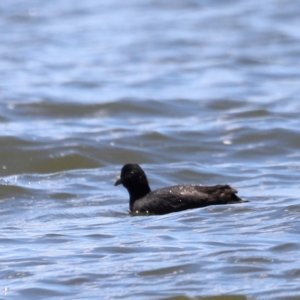 Fulica atra at Lake Burley Griffin West - 28 Dec 2023 02:25 PM