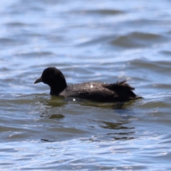 Fulica atra at Lake Burley Griffin West - 28 Dec 2023