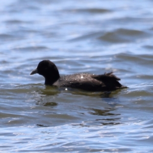 Fulica atra at Lake Burley Griffin West - 28 Dec 2023 02:25 PM