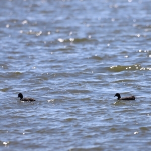 Fulica atra at Lake Burley Griffin West - 28 Dec 2023 02:25 PM