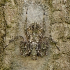 Stephanopis altifrons at Braemar, NSW - 28 Dec 2023 12:57 PM