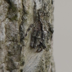 Stephanopis altifrons at Braemar, NSW - 28 Dec 2023 12:57 PM