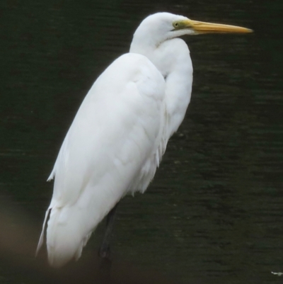 Ardea alba (Great Egret) at Wagga Wagga, NSW - 26 Dec 2023 by RobParnell