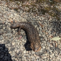 Tiliqua rugosa (Shingleback Lizard) at Bookham, NSW - 28 Dec 2023 by Bidge