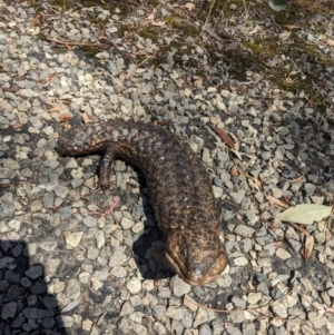 Tiliqua rugosa at Bookham, NSW - 28 Dec 2023