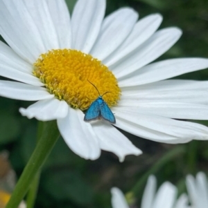 Pollanisus (genus) at Kambah, ACT - 28 Dec 2023