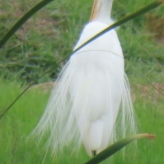 Ardea alba (Great Egret) at Wagga Wagga, NSW - 26 Dec 2023 by RobParnell