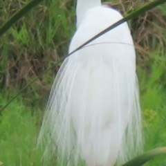 Ardea alba at Wagga Wagga, NSW - 26 Dec 2023 10:48 AM