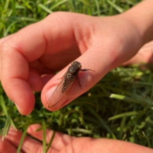 Yoyetta sp. (genus) at Hatton Vale, QLD - 29 Dec 2023