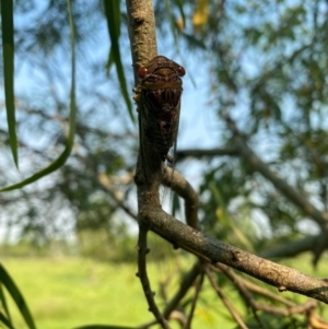 Psaltoda claripennis at Hatton Vale, QLD - 29 Dec 2023