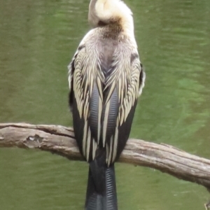 Anhinga novaehollandiae at Wagga Wagga, NSW - 26 Dec 2023 10:46 AM