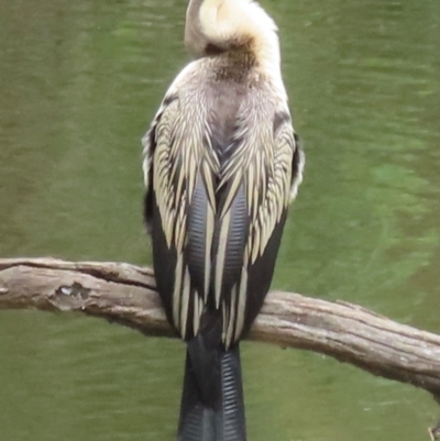 Anhinga novaehollandiae (Australasian Darter) at Wagga Wagga, NSW - 26 Dec 2023 by RobParnell