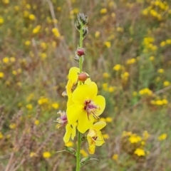 Verbascum virgatum (Green Mullein) at Mount Mugga Mugga - 28 Dec 2023 by Mike