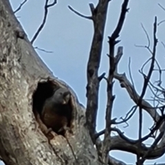 Callocephalon fimbriatum (Gang-gang Cockatoo) at O'Malley, ACT - 28 Dec 2023 by Mike