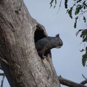 Callocephalon fimbriatum at O'Malley, ACT - 29 Dec 2023