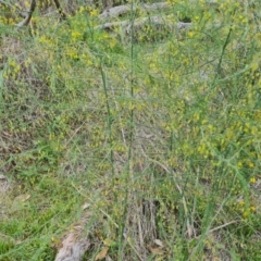 Asparagus officinalis (Asparagus) at Mount Mugga Mugga - 28 Dec 2023 by Mike