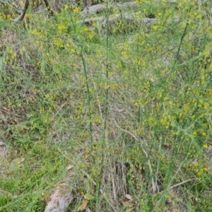 Asparagus officinalis at Mount Mugga Mugga - 29 Dec 2023
