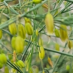 Asparagus officinalis at Mount Mugga Mugga - 29 Dec 2023