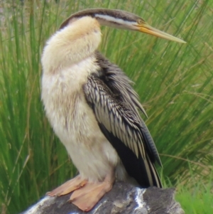 Anhinga novaehollandiae at Wagga Wagga, NSW - 26 Dec 2023 10:41 AM